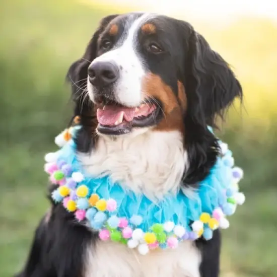 Midlee Blue Birthday Pom Pom Dog Collar image {2}