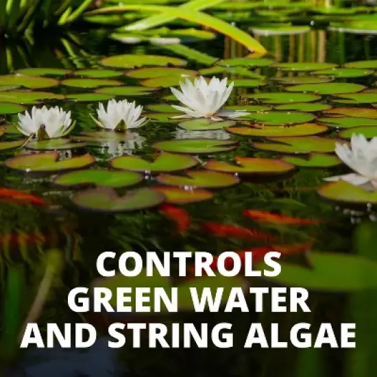 Tetra Pond Algae Control Controls Green Water and String Aquarium Water Conditioner - 16.9 fl oz image {4}