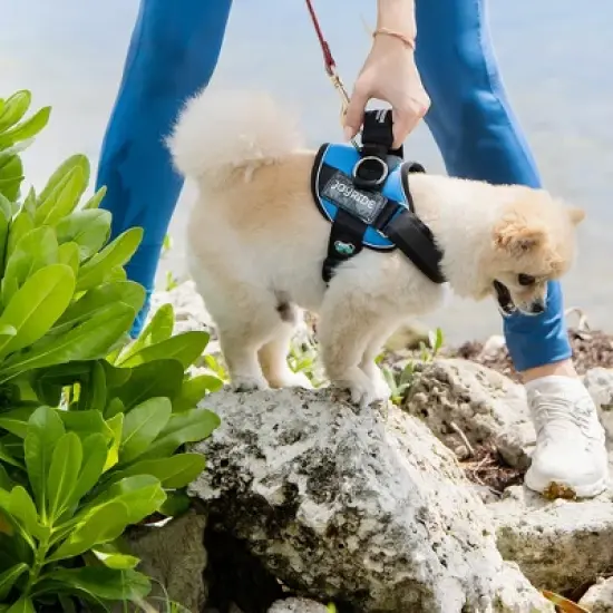Joyride Harness Premium Advanced No Pull Dog Harness 2.0 image {5}