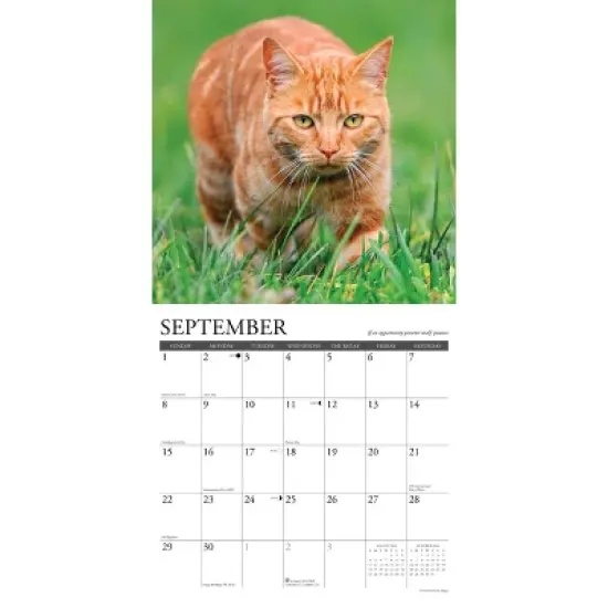 Willow Creek Press 2024 Wall Calendar 12"x12" What Cats Teach Us image {2}