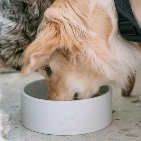 Dexypaws: Ceramic Dog Bowl: White - 50oz - Stylish & Functional Pet Feeding Dish image {1}