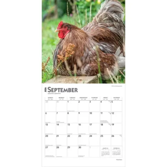 BrownTrout Roosters 2026 12"x24" Hanging Square Wall Calendar Plastic-Free image {3}