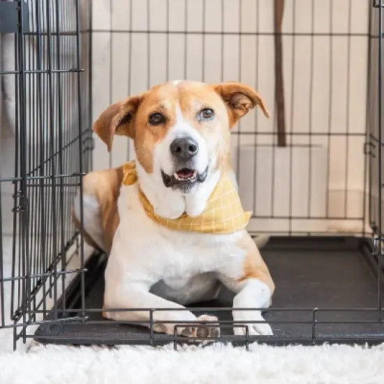 Carlson Single Door Wire Dog Crate - Black S/M/L image {3}