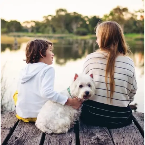 Up Country Dog Collar, Bee, Large image {2}