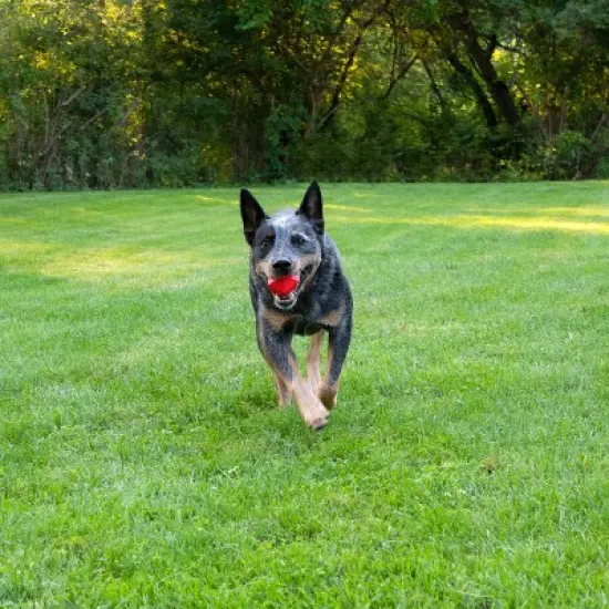 Chew King Netflix Stranger Things Dice Dog Toy - Red - 2pk image {2}