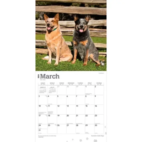 Browntrout 2024 Wall Calendar 12"x12" Australian Cattle Dogs image {2}