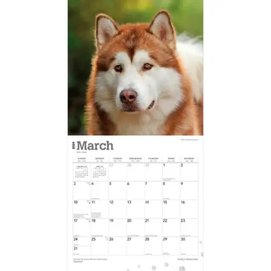 Browntrout 2024 Wall Calendar 12"x12" Alaskan Malamutes image {2}