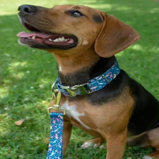 Country Brook Petz Premium Dinosaurs Dog Collar image {1}