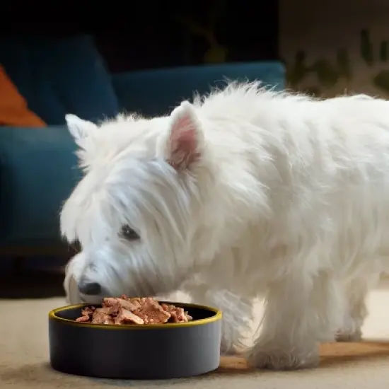 Cesar Loaf and Topper in Sauce Cheese, Potato, Egg, Pork and Gravy Flavor Small Breed Wet Dog Food - 3.5oz image {5}