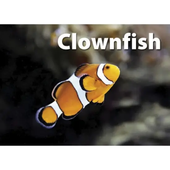 Stages Learning Materials Photographic Memory Matching Game, Sea Life image {7}