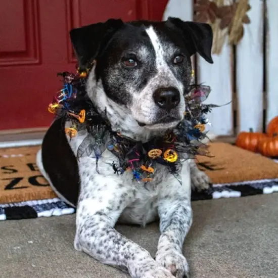 Midlee Pumpkin & Spider Web Halloween Decorative Dog Collar image {4}