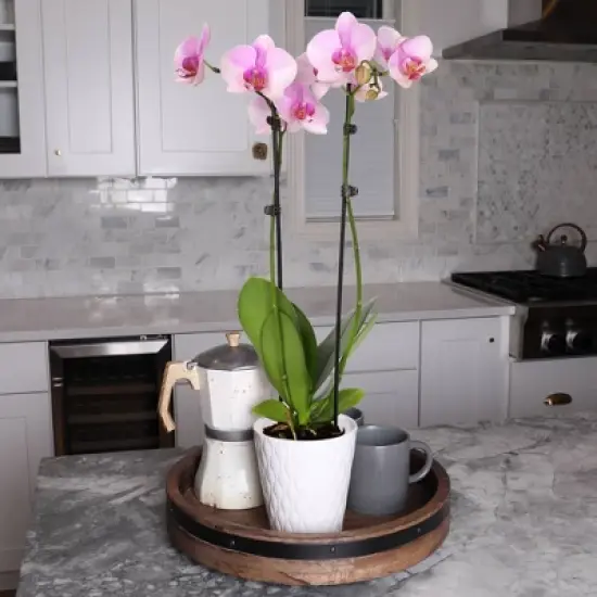Live 5" Pink Orchid Houseplant in Ceramic Pot image {2}