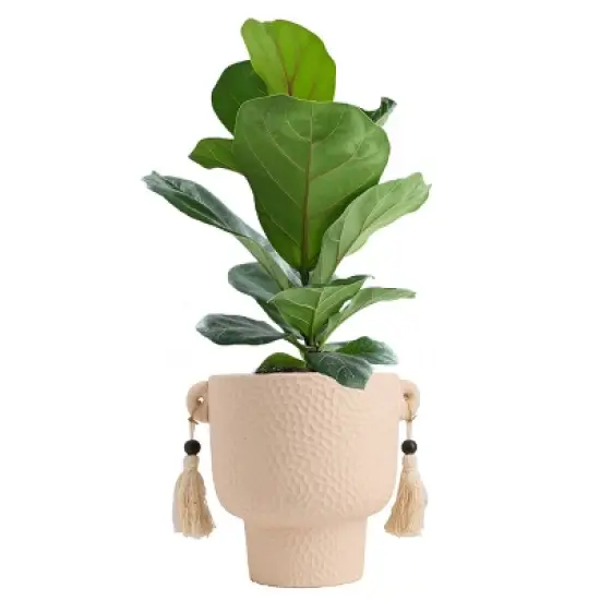 LiveTrends Salt Flats Live Houseplant image {3}