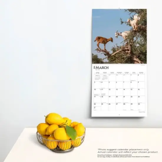 Browntrout 2024 Wall Calendar 12"x12" Goats in Trees image {3}