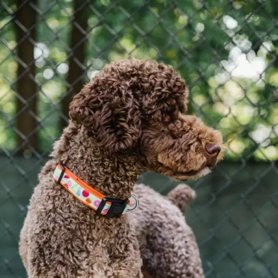 The Worthy Dog Tutti Frutti Adjustable Dog Collar image {1}