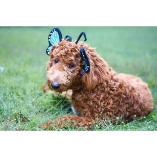 Midlee Blue Butterfly Headband Halloween Dog Costume image {5}