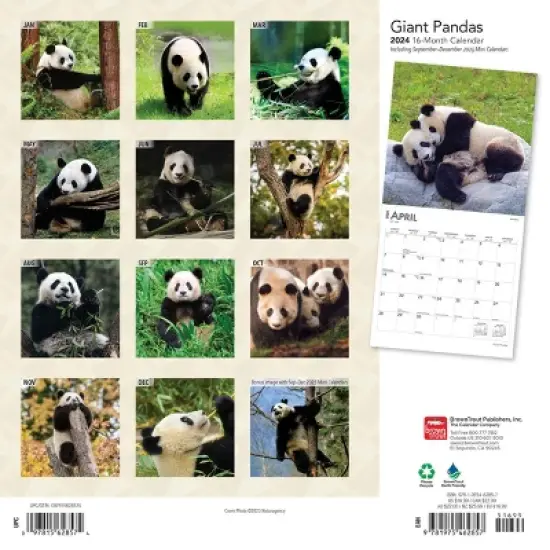 Browntrout 2024 Wall Calendar 12"x12" Giant Pandas image {1}