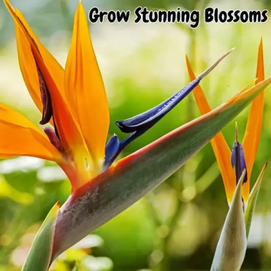Soil Sunrise Bird of Paradise Potting Soil Mix, for Indoor / Outdoor Container Tropical Plants image {4}