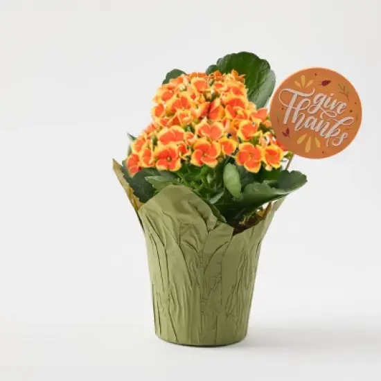 Live Pumpkin Spice Kalanchoe Plant - Good Little Garden&trade; image {6}