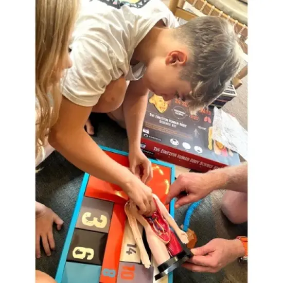 The Purple Cow The Human Body Advent Calendar: Educational Paper & Cardboard Winter Display image {23}