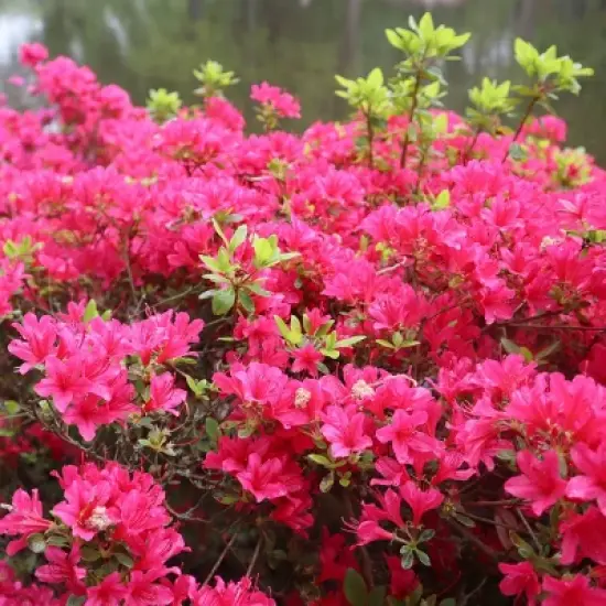 2.25gal Hinode Giri Azalea Plant with Pink Blooms - National Plant Network image {2}