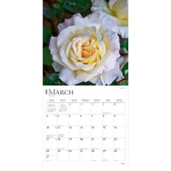Browntrout 2024 Wall Calendar 12"x12" Roses image {2}
