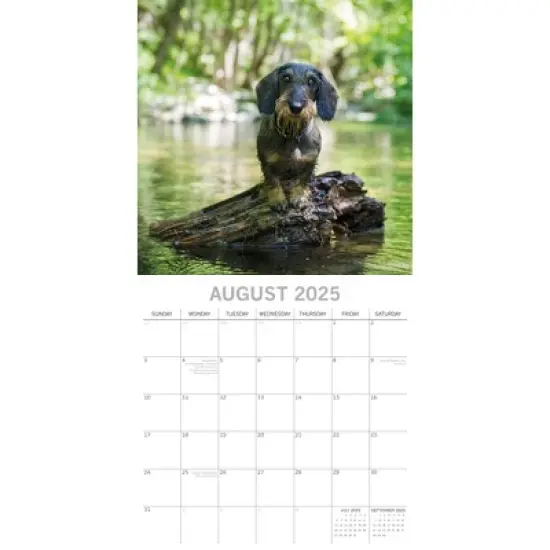 The Gifted Stationery 2025 Square Wall Calendar, Dachshund, 16-Month Paw Prints Theme with 180 Reminder Stickers (12 x 12 In) image {2}