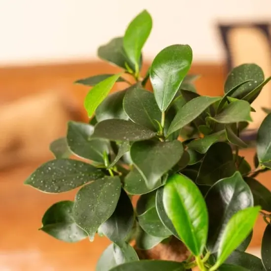 Live 4" Ficus Ginseng Potted Houseplant image {2}
