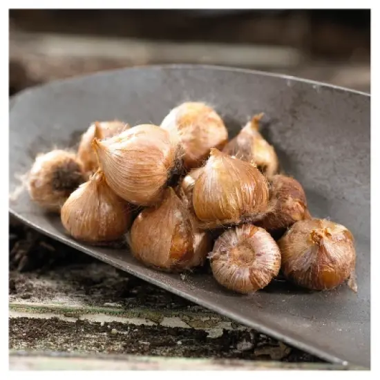 Oxalis Versicolor Set of 10 Bulbs - White/Red - Van Zyverden image {1}