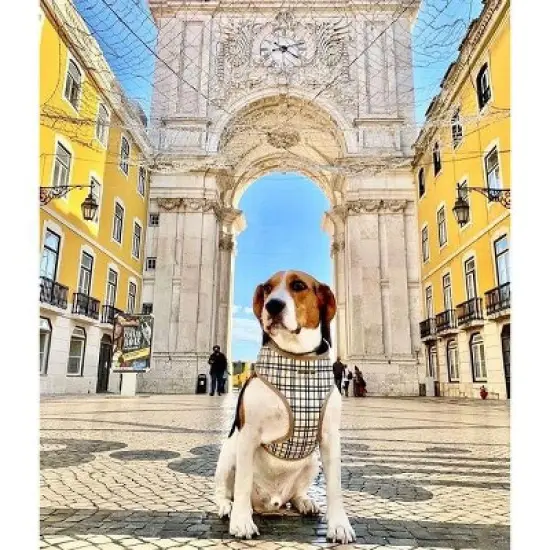 Parisian Pet 'Freedom Harness Khaki Plaid' for Dogs & Cats &ndash; Comfortable and Adjustable Dog Harness, Stylish Khaki Plaid Design image {1}