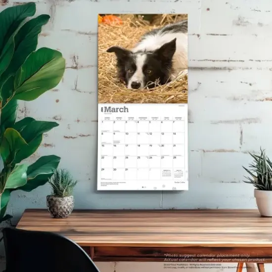 BrownTrout Border Collies 2026 12"x24" Hanging Square Wall Calendar Plastic-Free image {4}