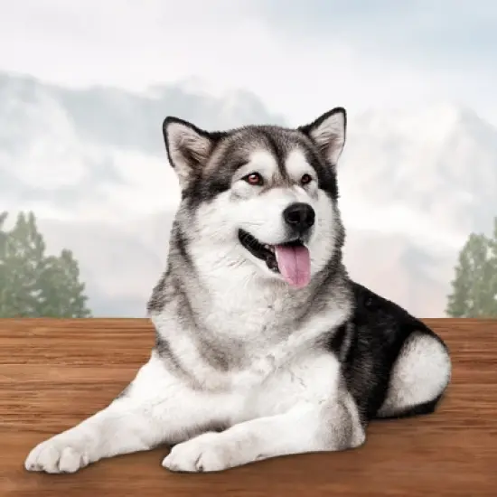 Blue Buffalo Wilderness Trail Treats Wild Bits High Protein Grain-Free Soft-Moist Training Dog Treats Chicken Recipe image {3}