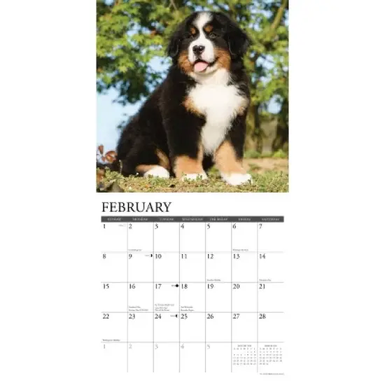 Willow Creek Press 2026 Bernese Mountain Puppies Wall Calendar image {2}