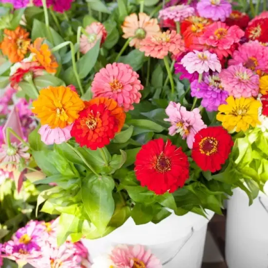 Back to the Roots 5pk Organic USA Flower Seeds image {6}