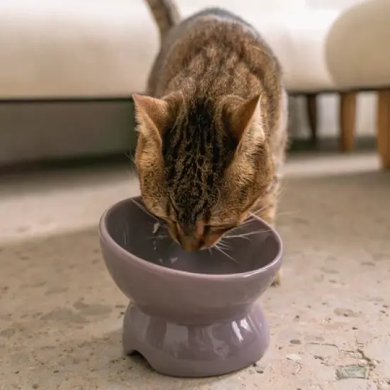 Dexypaws: Elevated Ceramic Cat Bowl, Lilac Ash, 7oz, Pet Feeding Dish image {1}