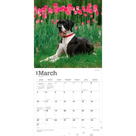 Browntrout 2024 Wall Calendar 12"x12" Great Danes image {2}