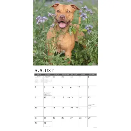 Willow Creek Press 12"x12" 2026 American Pit Bull Terriers Wall Calendar image {2}