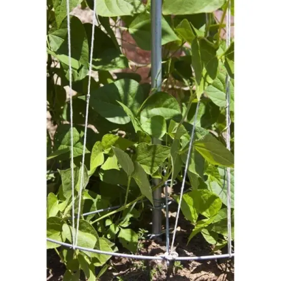 Lehman's Galvanized Steel Garden Vegetable Support for Beans Cucumbers Melons Squash, USA Made Vine Tower Stake Supports Climbing Vegetables, 6in 3ft image {2}