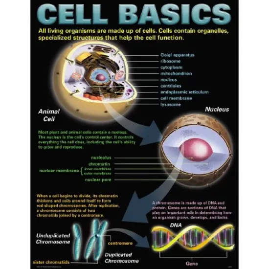 Cells Teaching Poster Set - McDonald Publishing: Biology & Science Learning Posters, Grades 3-12, Teacher Created Resources image {3}