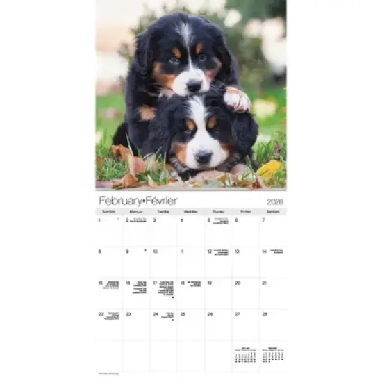 Trends International 2026 Puppies Bilingual French 12"x12" Wall Calendar image {2}