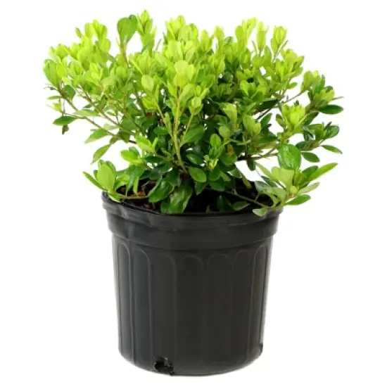 Azalea Midnite Flare 1pc - National Plant Network U.S.D.A Hardiness Zone 7-9: Sun/Shade Tolerant, Nursery Pot Included image {1}