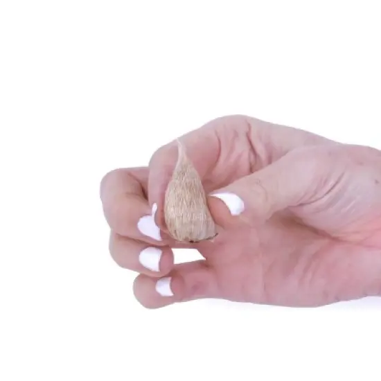 Van Zyverden 10ct Bulbs Ranunculus Grand Freesia Blend image {1}