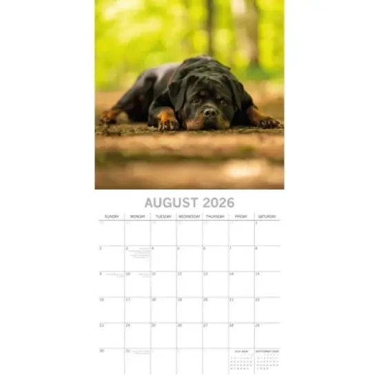 2026 Square Wall Calendar, Rottweiler, 16-Month Paw Prints Theme with 180 Reminder Stickers (12x12 In) image {2}