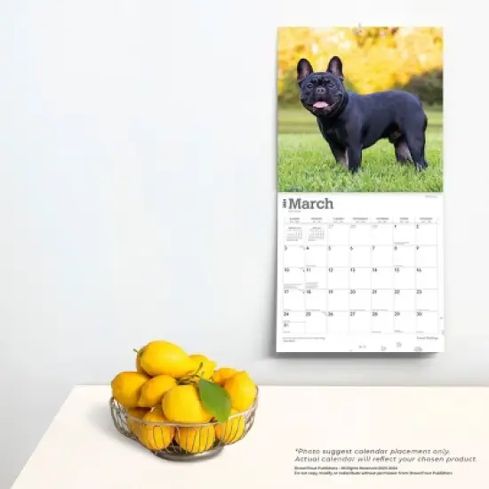 Browntrout 2024 Wall Calendar 12"x12" French Bulldogs image {3}