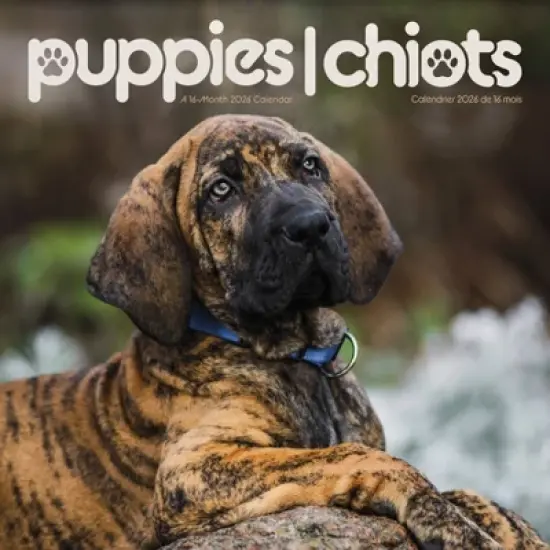 Trends International 2026 Puppies Bilingual French 12"x12" Wall Calendar image {7}