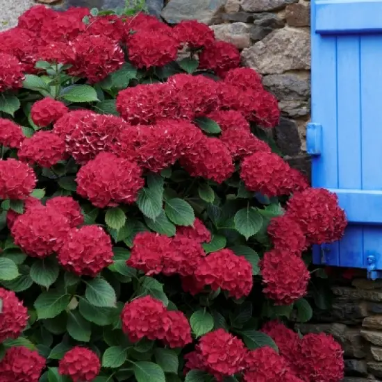 3pc Hydrangea Red Beauty - National Plant Network image {2}