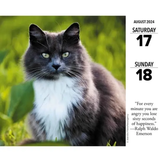 Willow Creek Press 2024 Daily Desk Calendar 5.2"x6.2" What Cats Teach Us image {2}