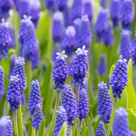 25ct Muscari Dark Eyes Blue Bulbs - Van Zyverden image {1}