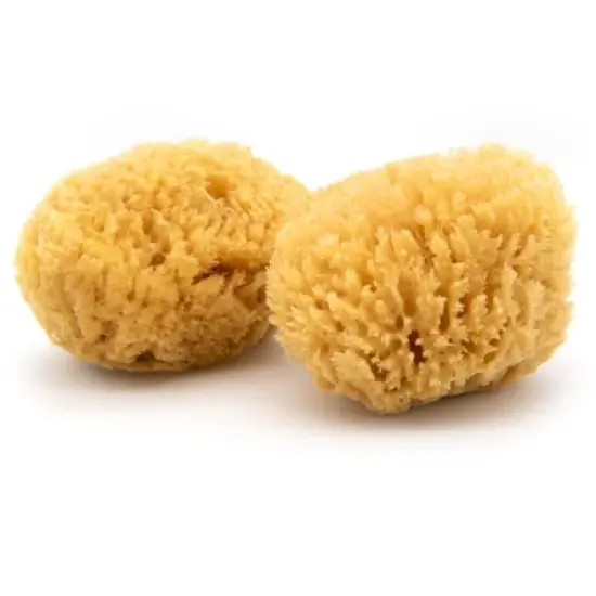 Neptune Caribbean Sea Sponge 2 Pack, Extra Large, Approx. 7-8 inches image {5}