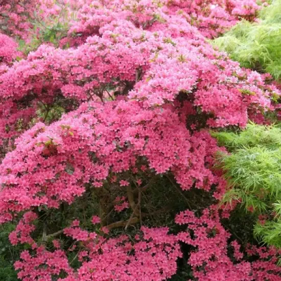 2.5qt Pink Pearl Azalea Plant with Pink Blooms - National Plant Network image {2}